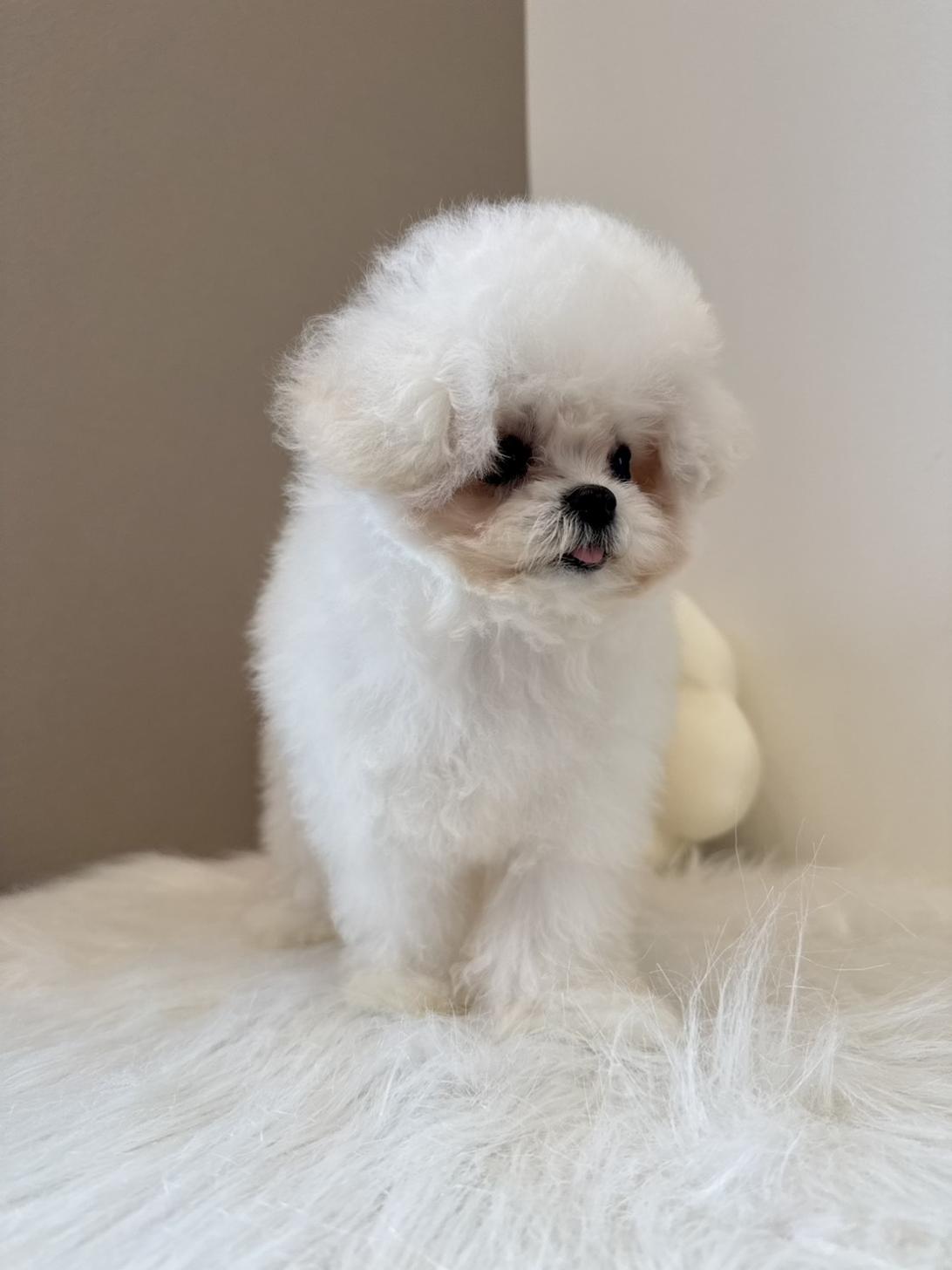 埼玉県のビションフリーゼ (PETSHOP FATIS/2026年5月10日生まれ/男の子/ホワイト)の子犬の2枚目の画像