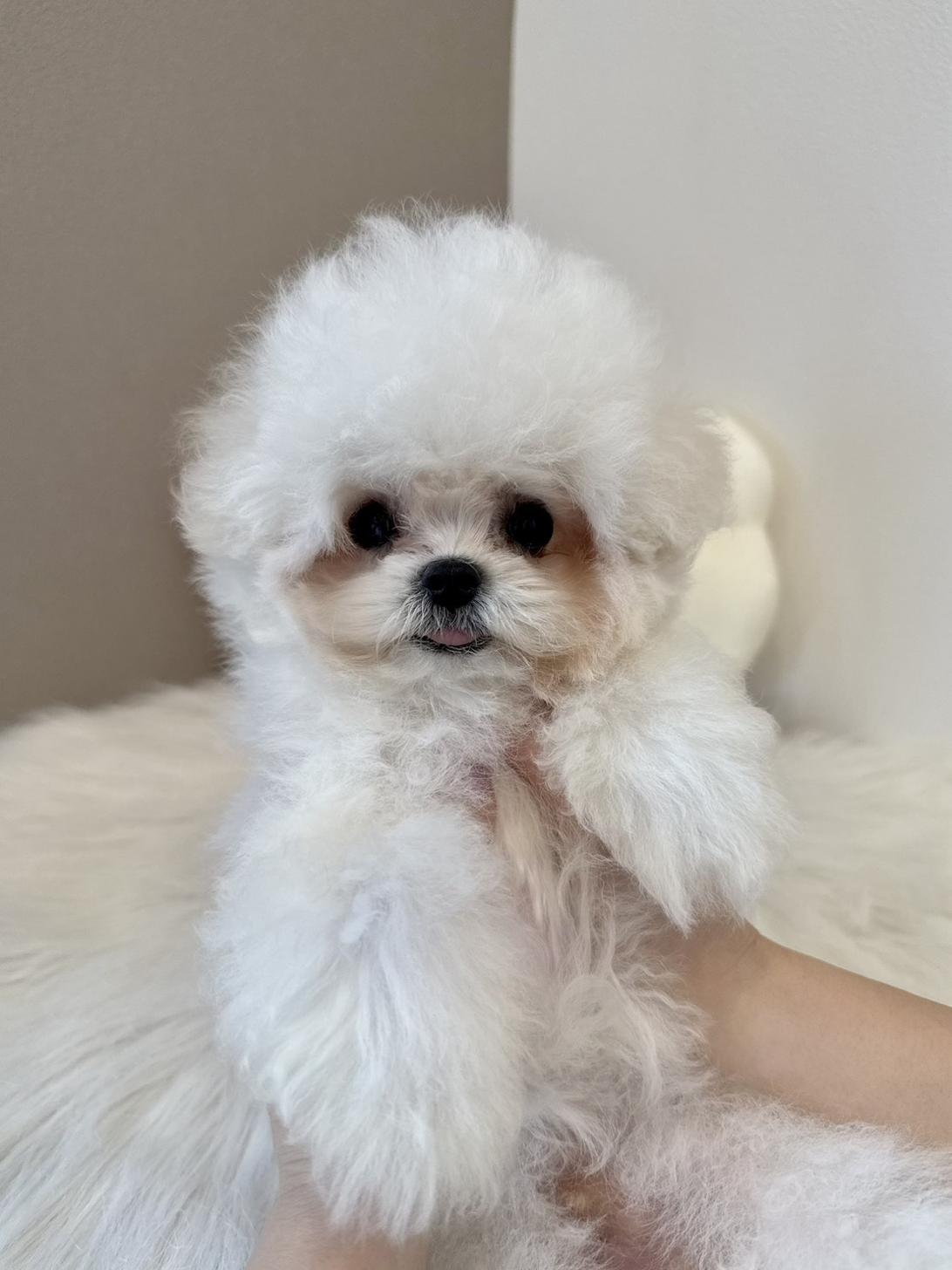 埼玉県のビションフリーゼ (PETSHOP FATIS/2026年5月10日生まれ/男の子/ホワイト)の子犬の3枚目の画像