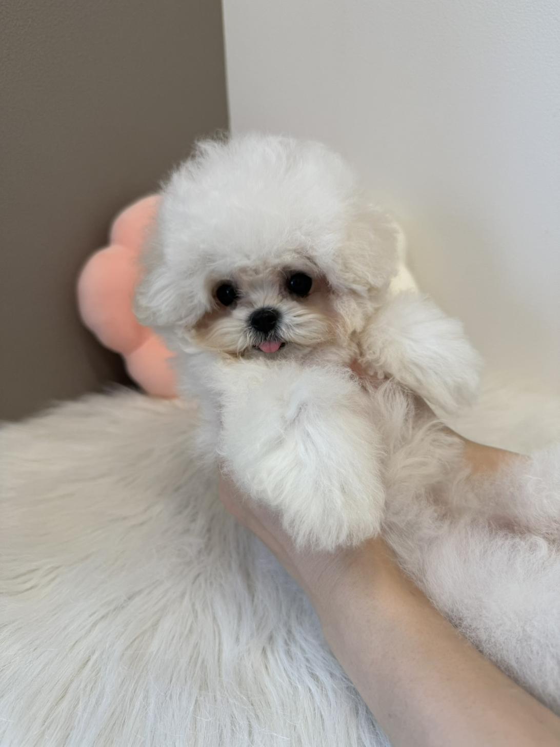 埼玉県のビションフリーゼ (PETSHOP FATIS/2026年5月10日生まれ/男の子/ホワイト)の子犬の4枚目の画像