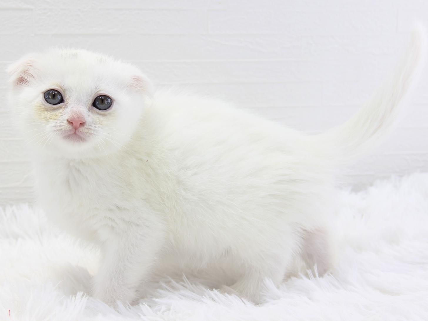 愛知県のスコティッシュフォールド (猫福家 名古屋南店/2024年12月24日生まれ/女の子/ホワイト)の子猫の1枚目の画像