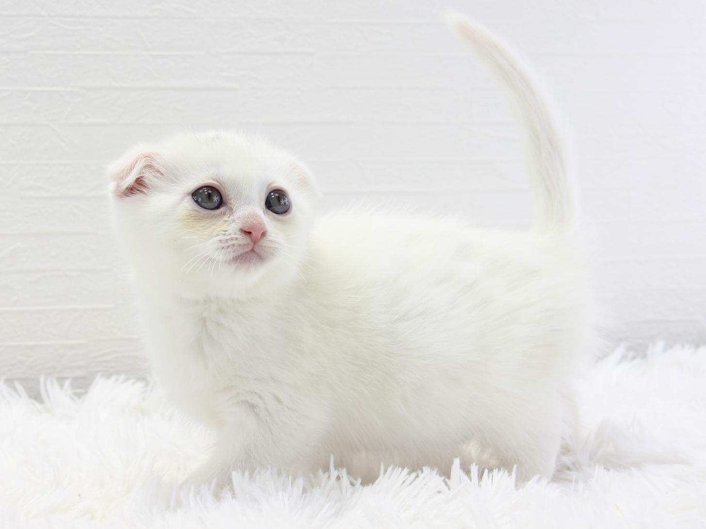 愛知県のスコティッシュフォールド (猫福家 名古屋南店/2024年12月24日生まれ/女の子/ホワイト)の子猫の4枚目の画像