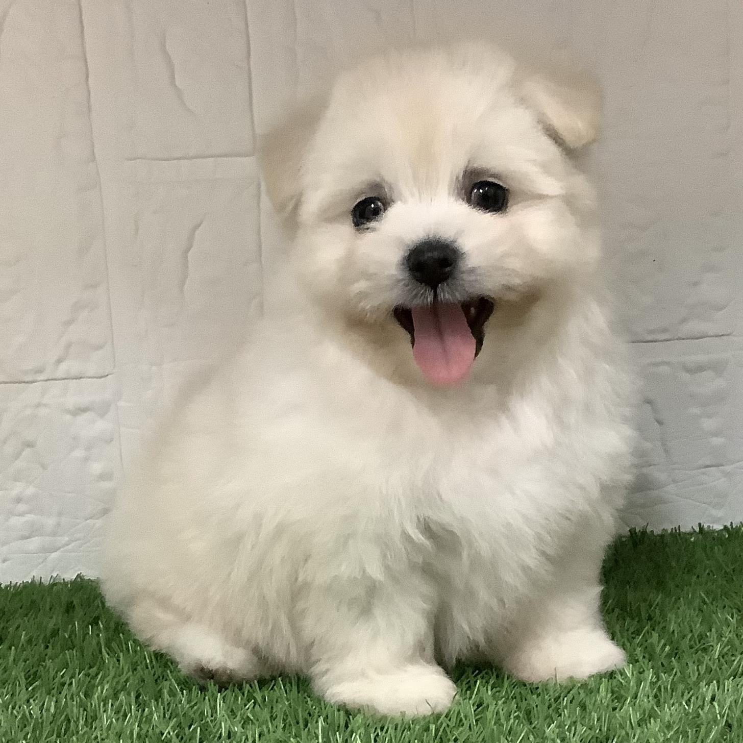 ポメマル/マルポメ(ポメラニアン×マルチーズ)の子犬(2ページ目)を価格