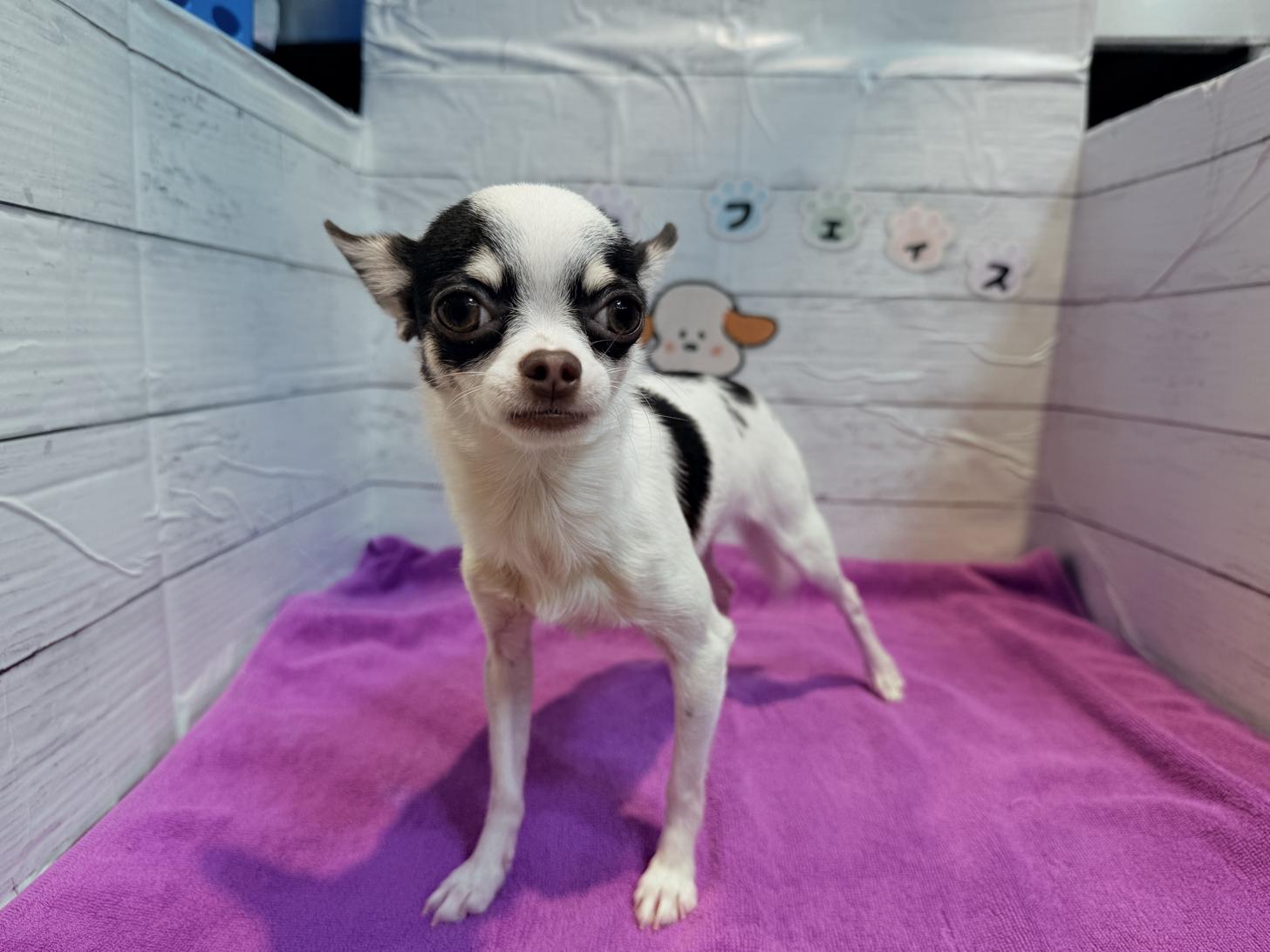 北海道のチワワ(スムース) (ペットフェイス大谷地店/2025年7月3日生まれ/女の子/ホワイトチョコレートタン)の子犬の1枚目の画像