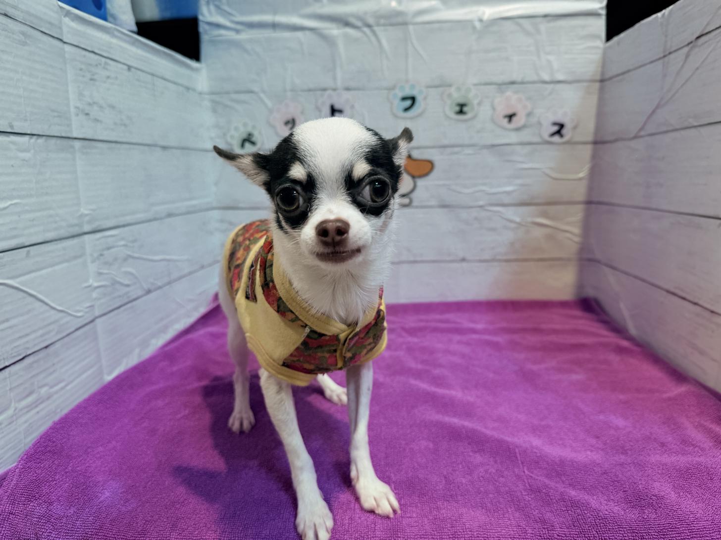 北海道のチワワ(スムース) (ペットフェイス大谷地店/2025年7月3日生まれ/女の子/ホワイトチョコレートタン)の子犬の2枚目の画像