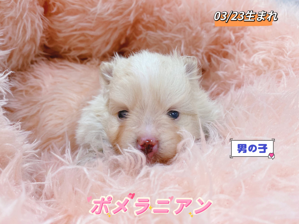 新潟県のポメラニアン (竹内ペット 新津本店/2026年3月23日生まれ/男の子/クリーム)の子犬の1枚目の画像