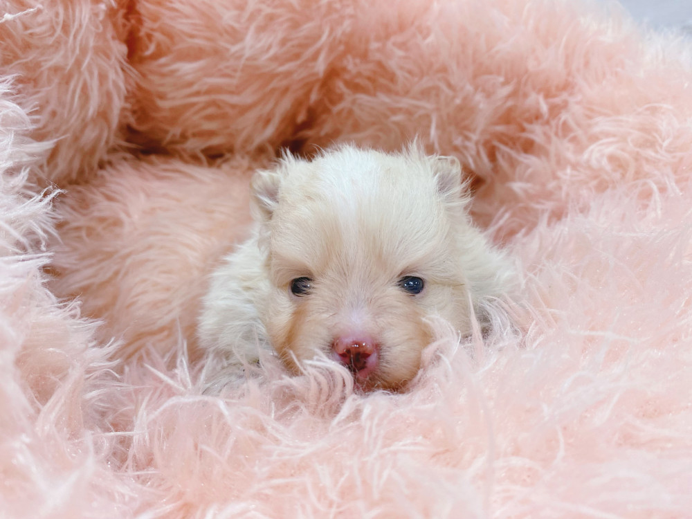 新潟県のポメラニアン (竹内ペット 新津本店/2026年3月23日生まれ/男の子/クリーム)の子犬の2枚目の画像