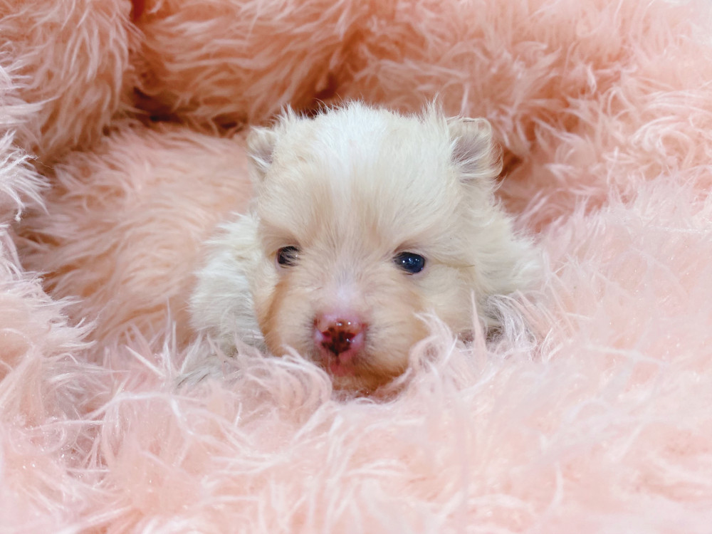 新潟県のポメラニアン (竹内ペット 新津本店/2026年3月23日生まれ/男の子/クリーム)の子犬の3枚目の画像