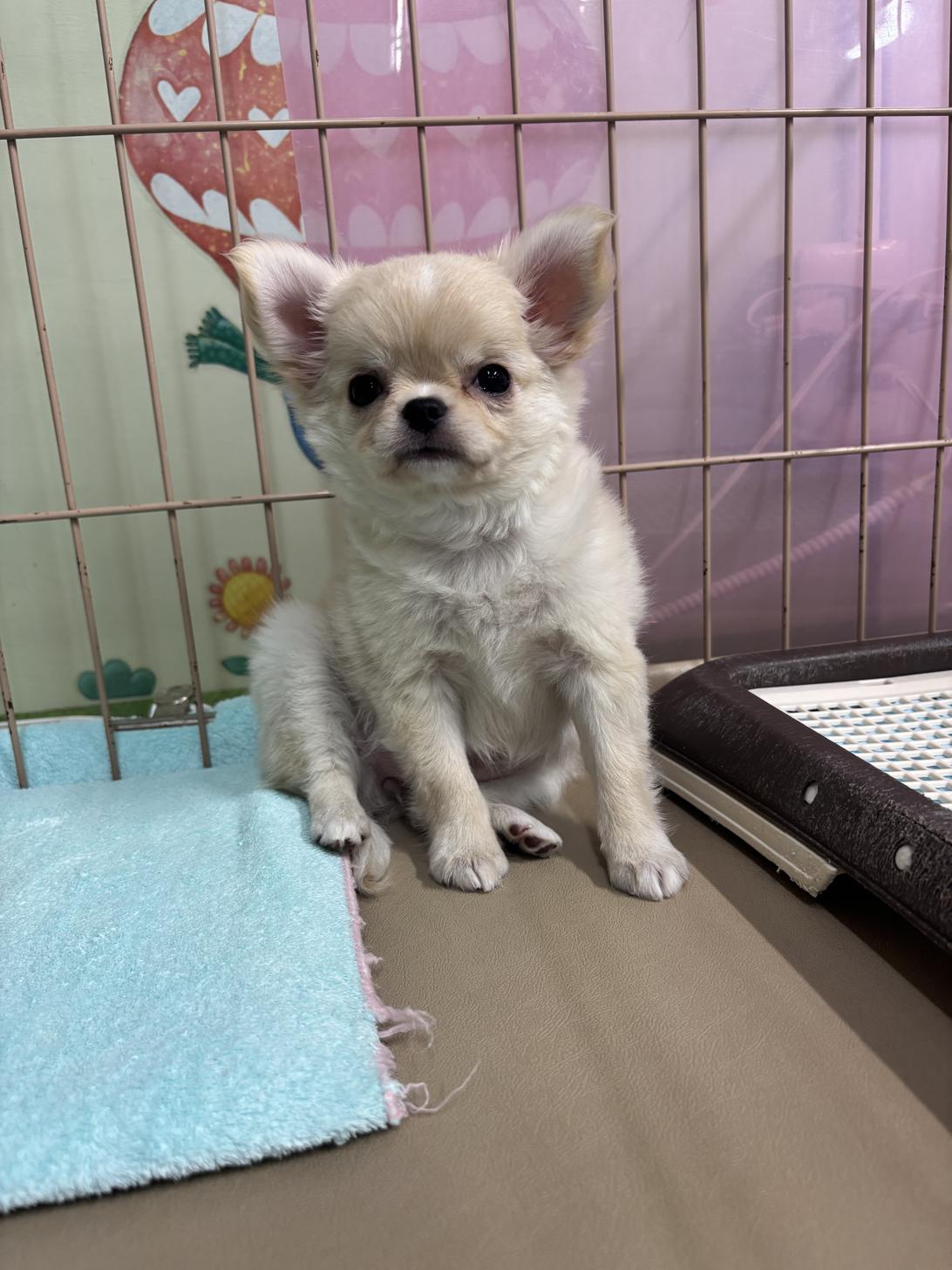 愛知県のチワワ(ロング) (子いぬの足あと/2025年9月26日生まれ/女の子/クリーム)の子犬