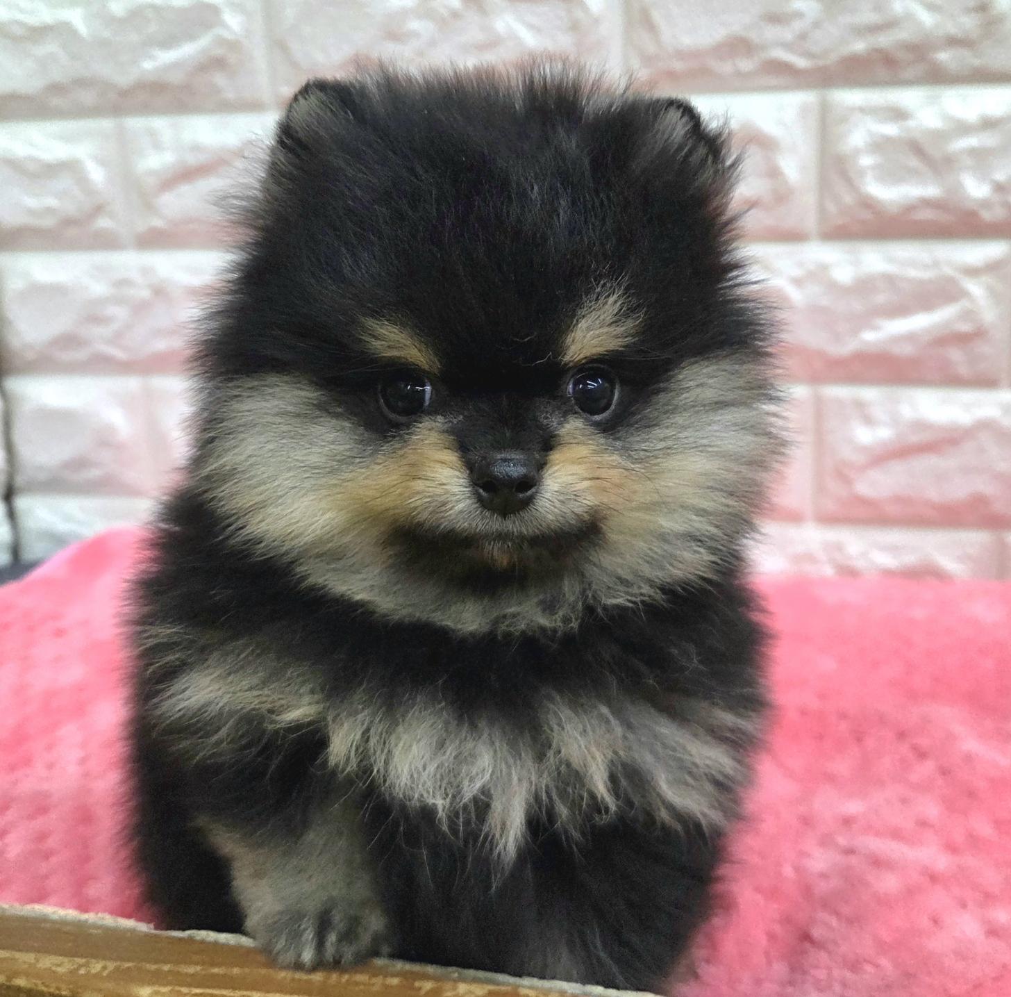 神奈川県のポメラニアン (ペッツコンシェル厚木下荻野店/2026年4月8日生まれ/男の子/ブラックタン)の子犬