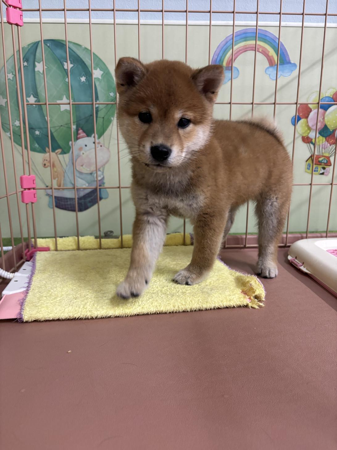 愛知県の豆柴 (子いぬの足あと/2025年12月12日生まれ/男の子/赤)の子犬