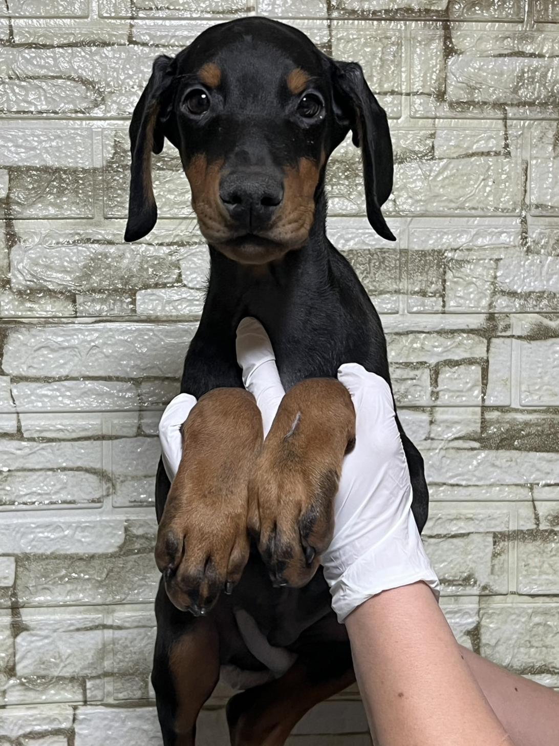 埼玉県のドーベルマン (ペッツスマイル加須インター店/2025年10月16日生まれ/男の子/ブラックタン)の子犬の1枚目の画像