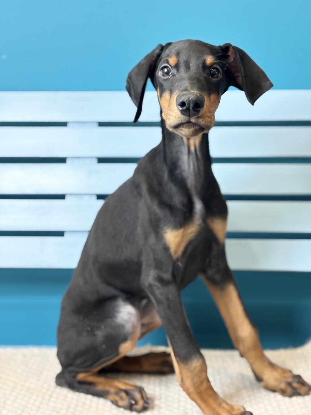 埼玉県のドーベルマン (ペッツスマイル加須インター店/2025年10月16日生まれ/男の子/ブラックタン)の子犬の1枚目の画像