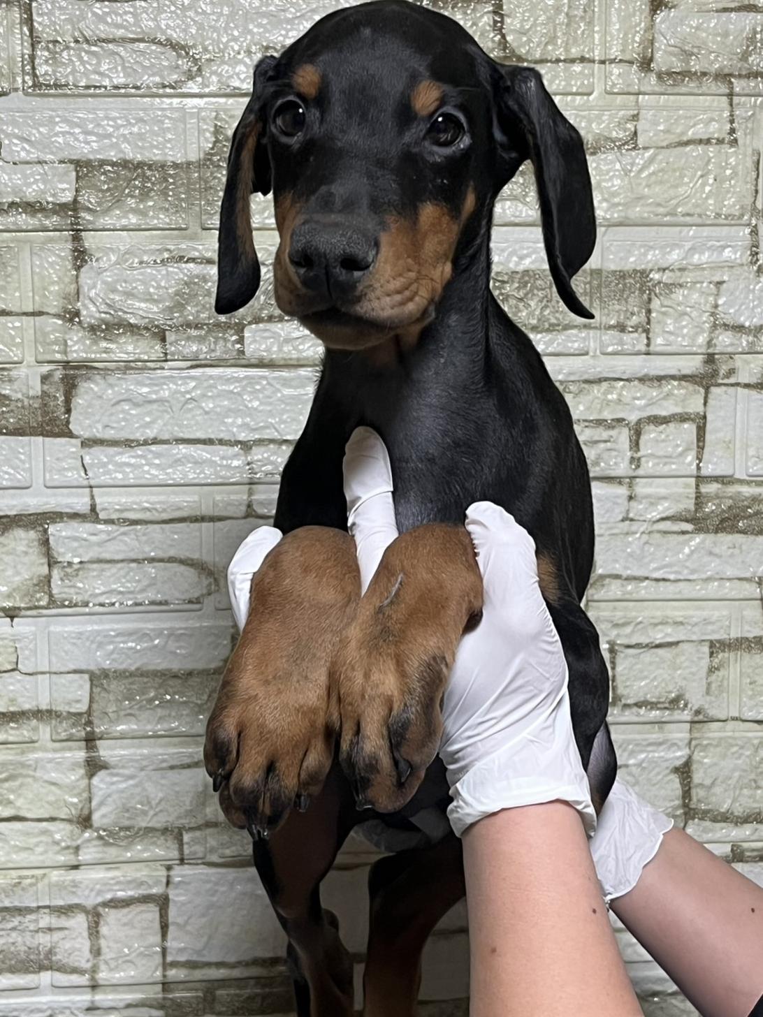 埼玉県のドーベルマン (ペッツスマイル加須インター店/2025年10月16日生まれ/男の子/ブラックタン)の子犬の2枚目の画像