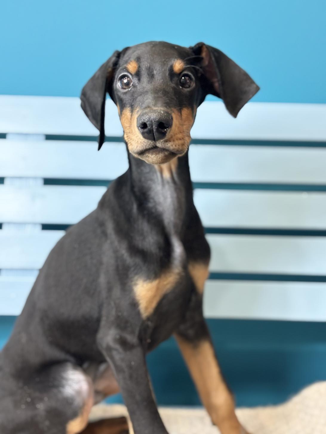 埼玉県のドーベルマン (ペッツスマイル加須インター店/2025年10月16日生まれ/男の子/ブラックタン)の子犬の2枚目の画像