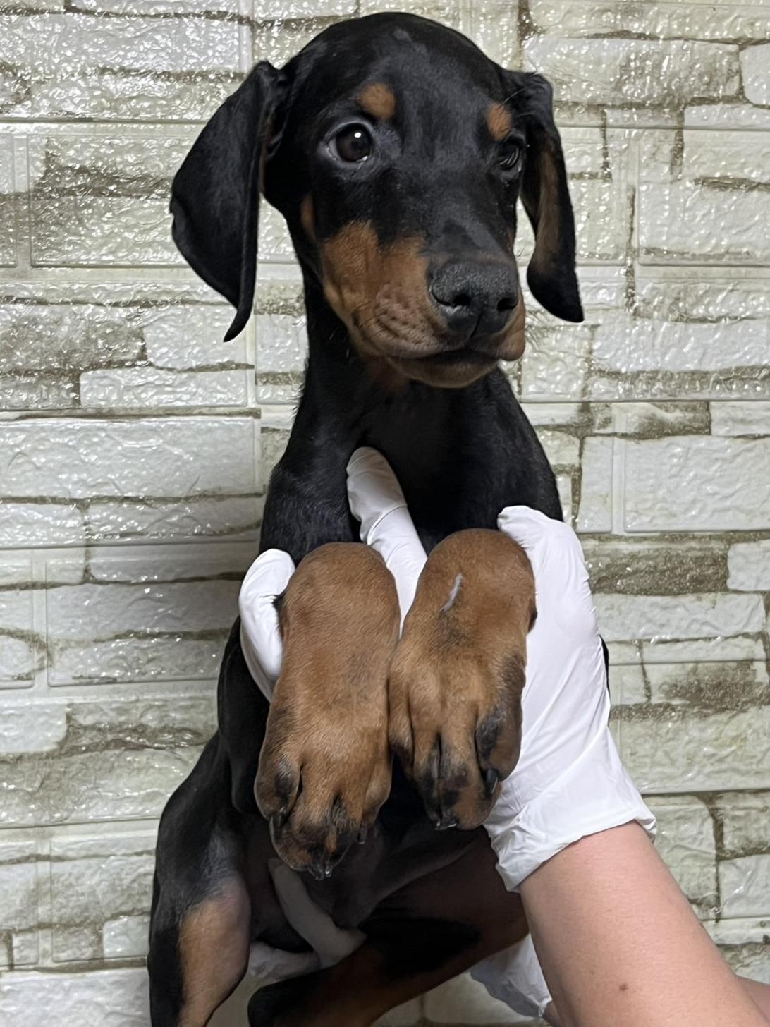 埼玉県のドーベルマン (ペッツスマイル加須インター店/2025年10月16日生まれ/男の子/ブラックタン)の子犬の3枚目の画像