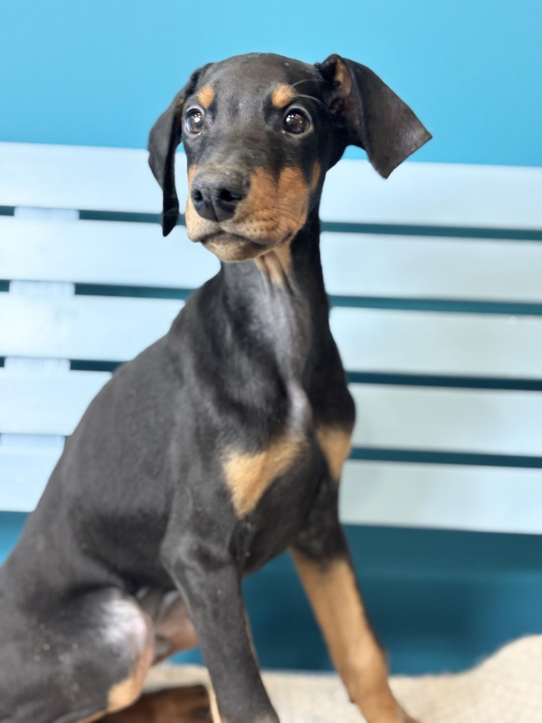 埼玉県のドーベルマン (ペッツスマイル加須インター店/2025年10月16日生まれ/男の子/ブラックタン)の子犬の3枚目の画像