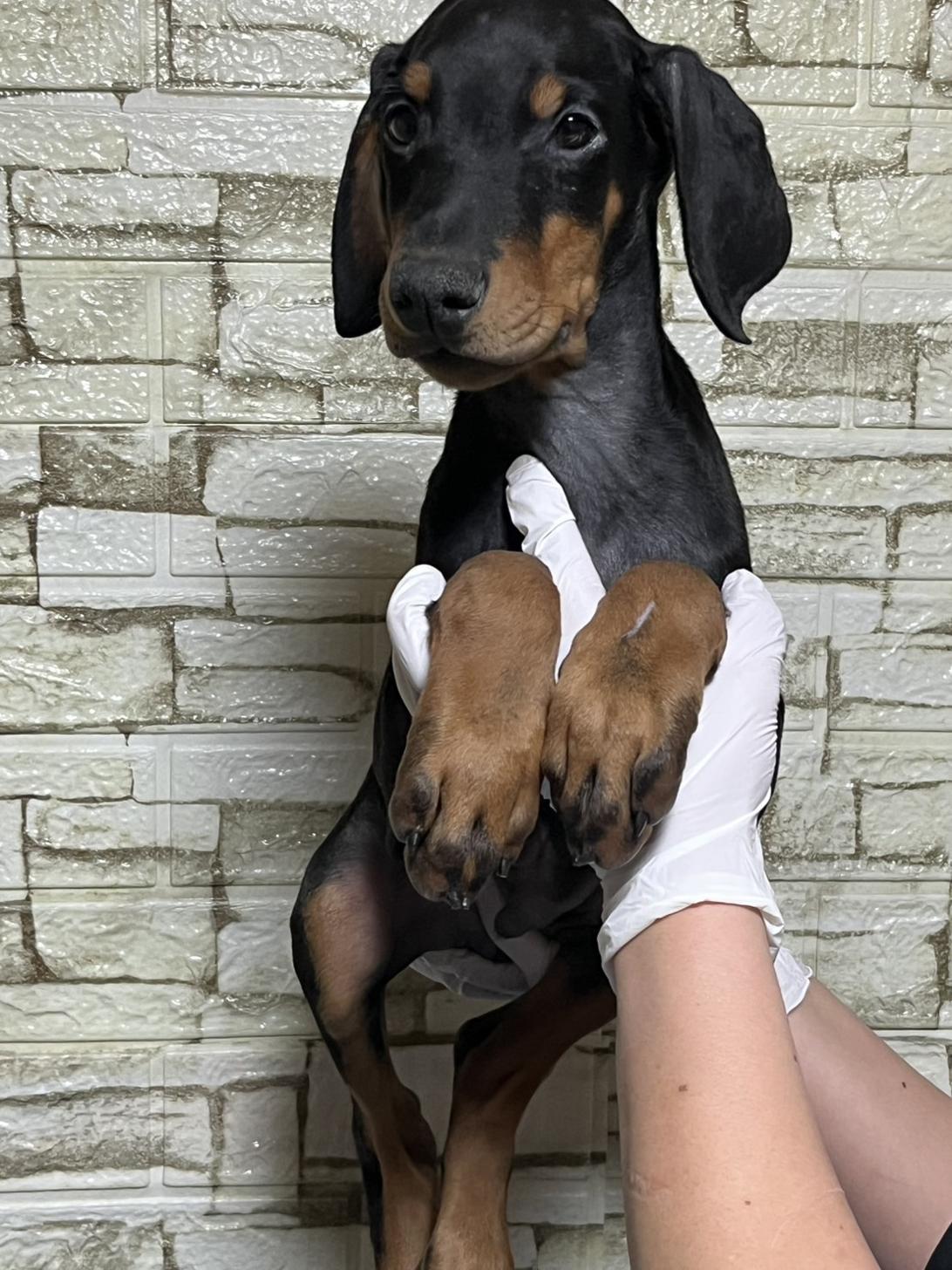 埼玉県のドーベルマン (ペッツスマイル加須インター店/2025年10月16日生まれ/男の子/ブラックタン)の子犬の4枚目の画像