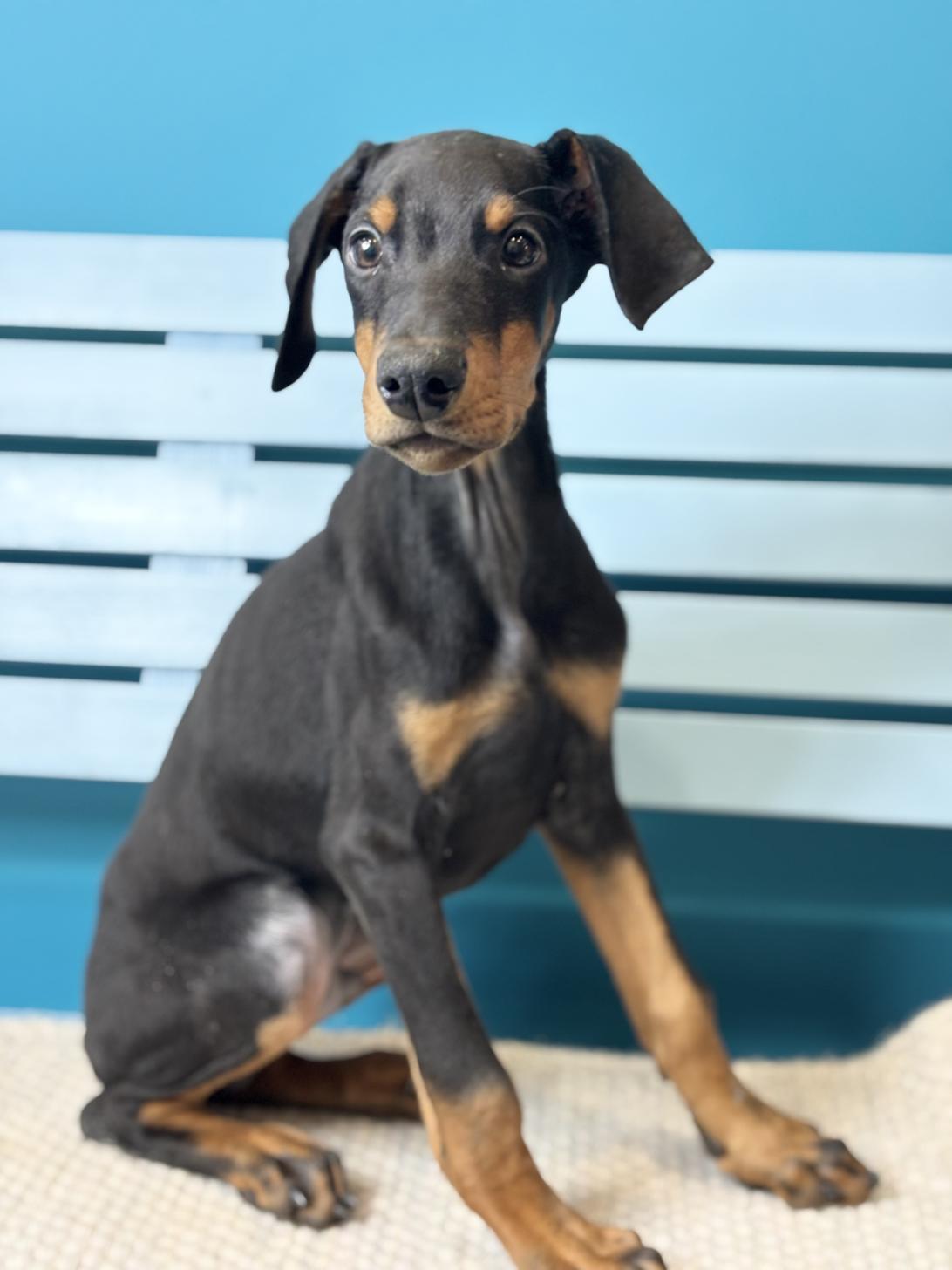 埼玉県のドーベルマン (ペッツスマイル加須インター店/2025年10月16日生まれ/男の子/ブラックタン)の子犬の4枚目の画像