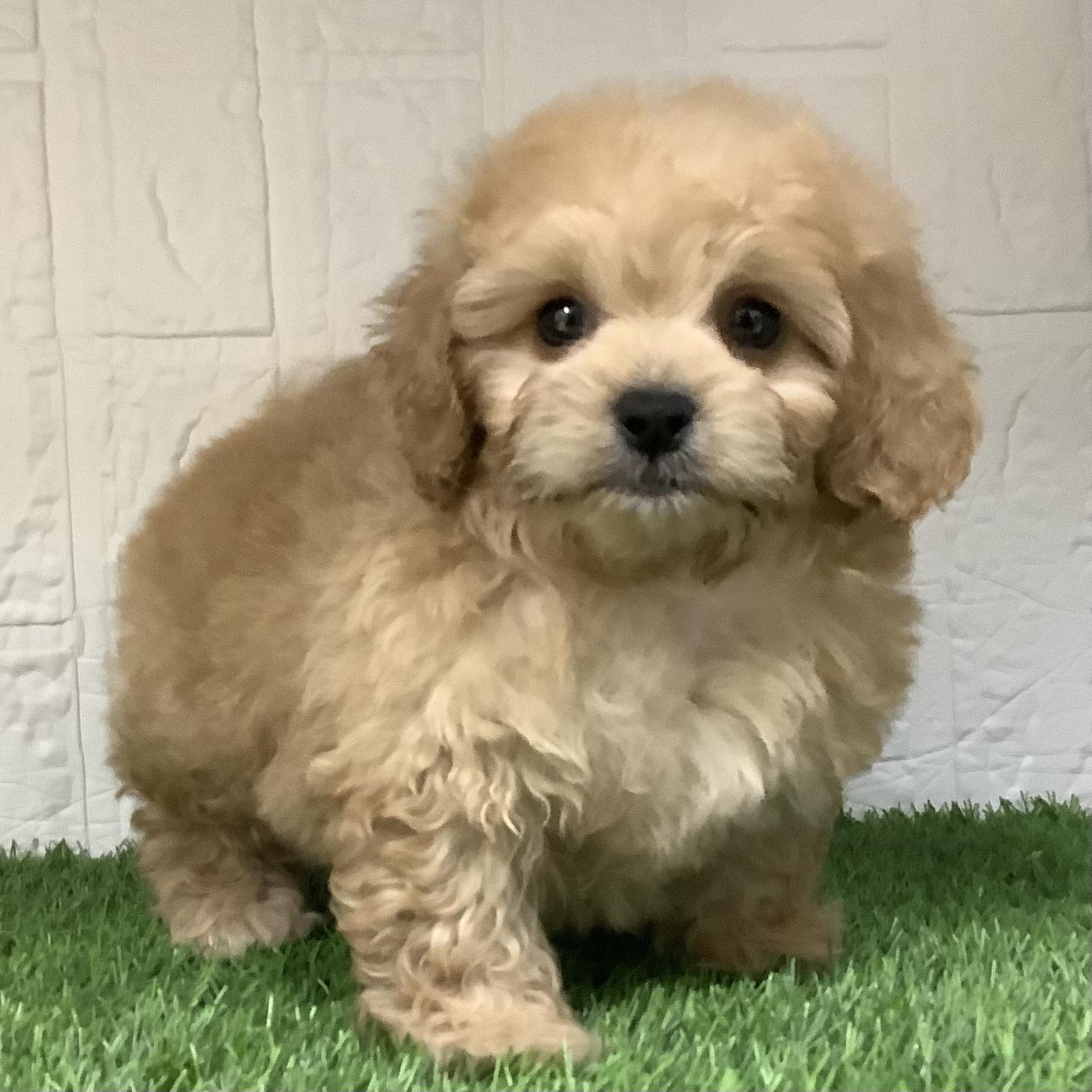 福岡県のペキプー(ペキニーズ×プードル) (ドッグズホーム旗崎店/2026年2月23日生まれ/男の子/アプリコット)の子犬