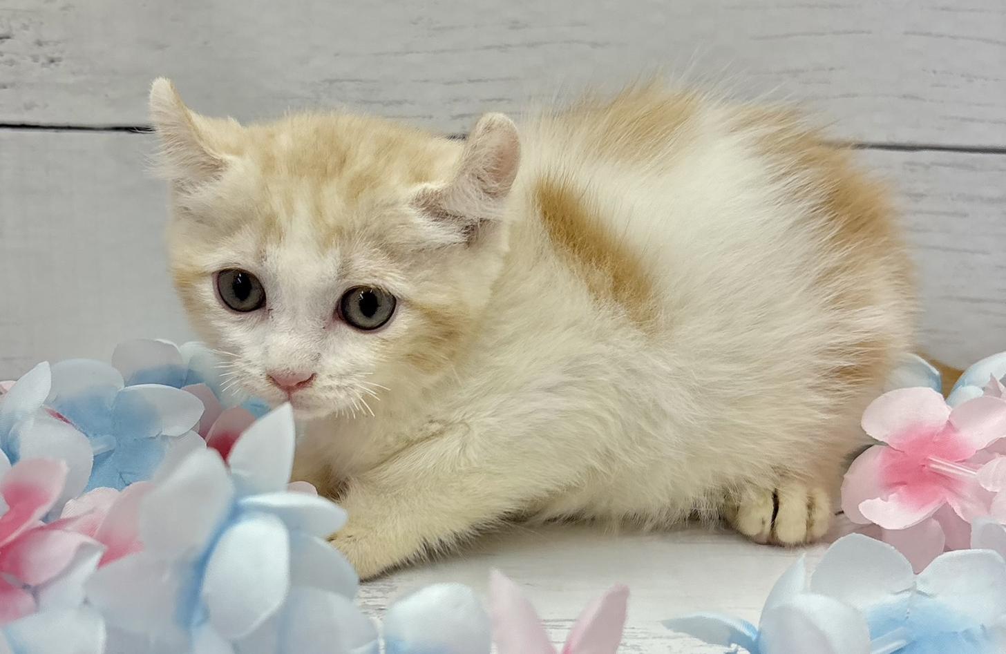 千葉県のキンカロー (ペッツワン佐倉店/2026年5月4日生まれ/男の子/レッドタビーホワイト)の子猫