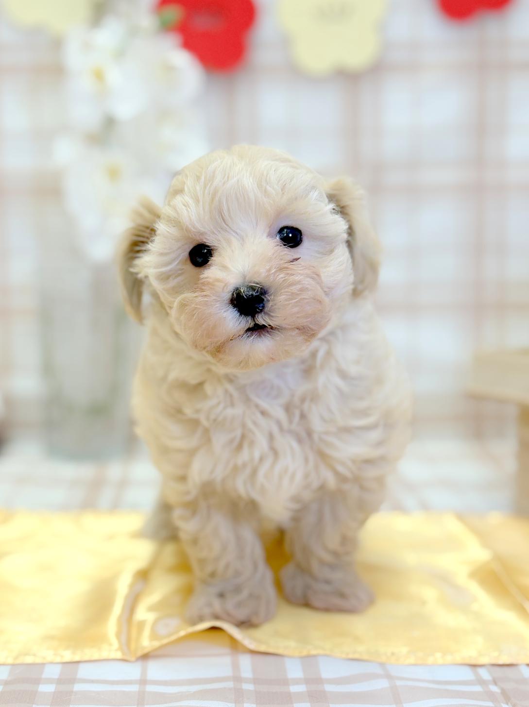 北海道のマルプー(マルチーズ×プードル) (ラブワンコ平岸店/2025年11月10日生まれ/男の子/クリーム)の子犬