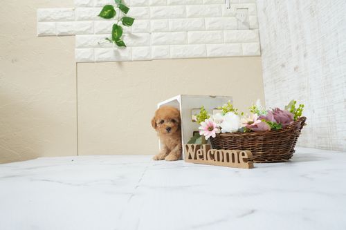 滋賀県のトイプードル(タイニー) (いっぷく湖南店/2026年2月16日生まれ/男の子/レッドフォーン)の子犬の1枚目の画像