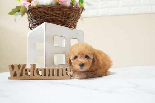 滋賀県のトイプードル(タイニー) (いっぷく湖南店/2026年2月16日生まれ/男の子/レッドフォーン)の子犬の3枚目の画像