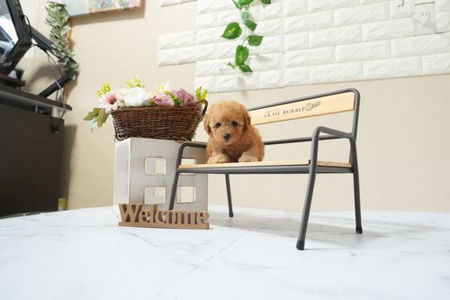 滋賀県のトイプードル(タイニー) (いっぷく湖南店/2026年2月16日生まれ/男の子/レッドフォーン)の子犬の4枚目の画像