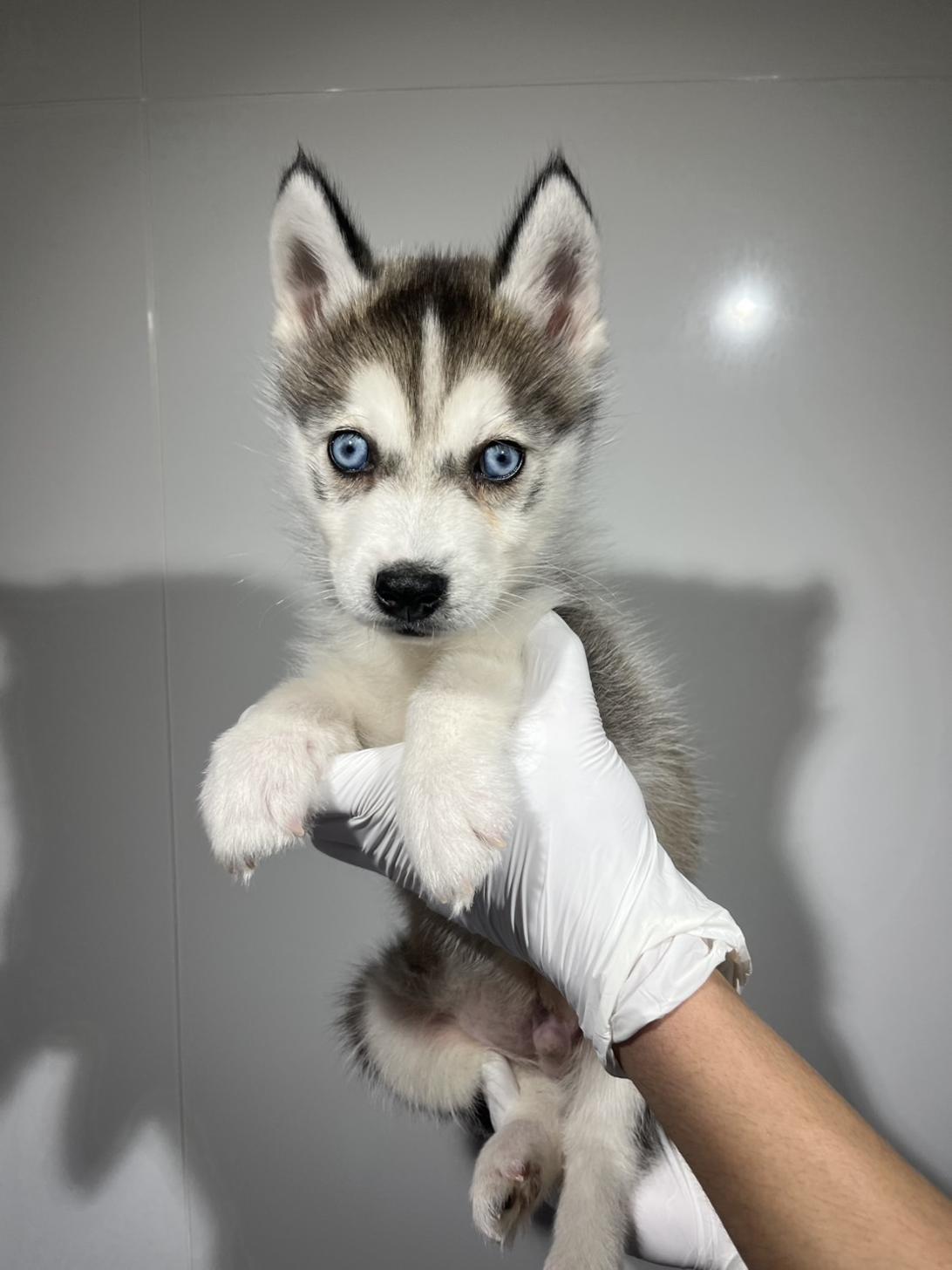 埼玉県のポンスキー(ポメラニアン×シベリアンハスキー) (ペッツスマイル加須インター店/2026年1月29日生まれ/男の子/シルバーホワイト)の子犬