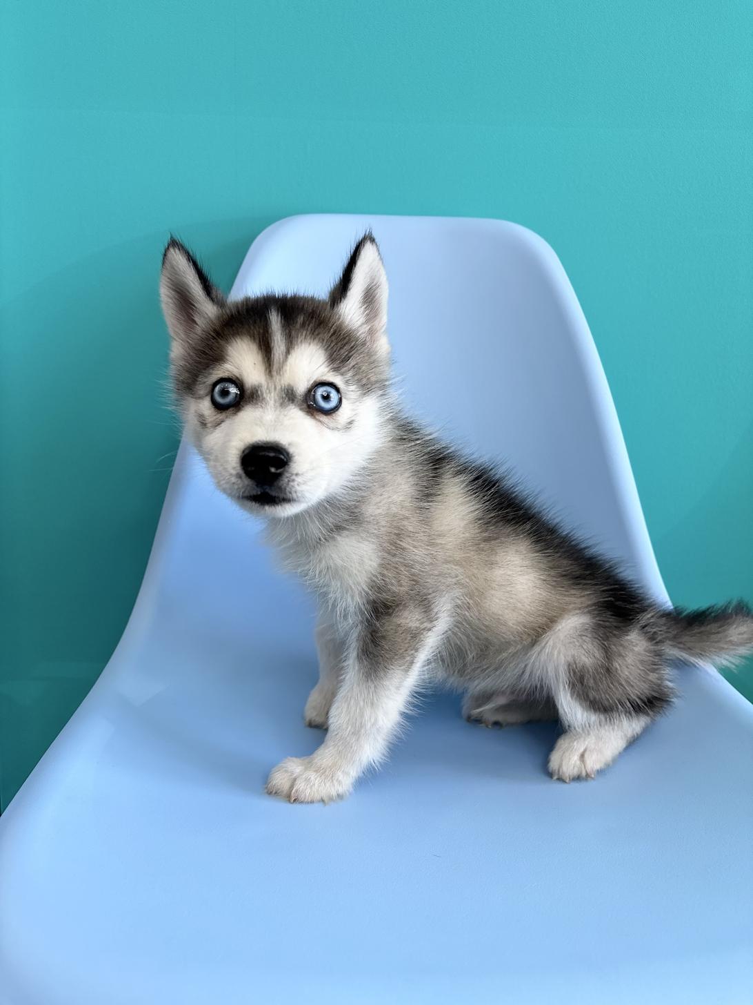 埼玉県のポンスキー(ポメラニアン×シベリアンハスキー) (ペッツスマイル加須インター店/2026年1月29日生まれ/男の子/シルバーホワイト)の子犬の1枚目の画像