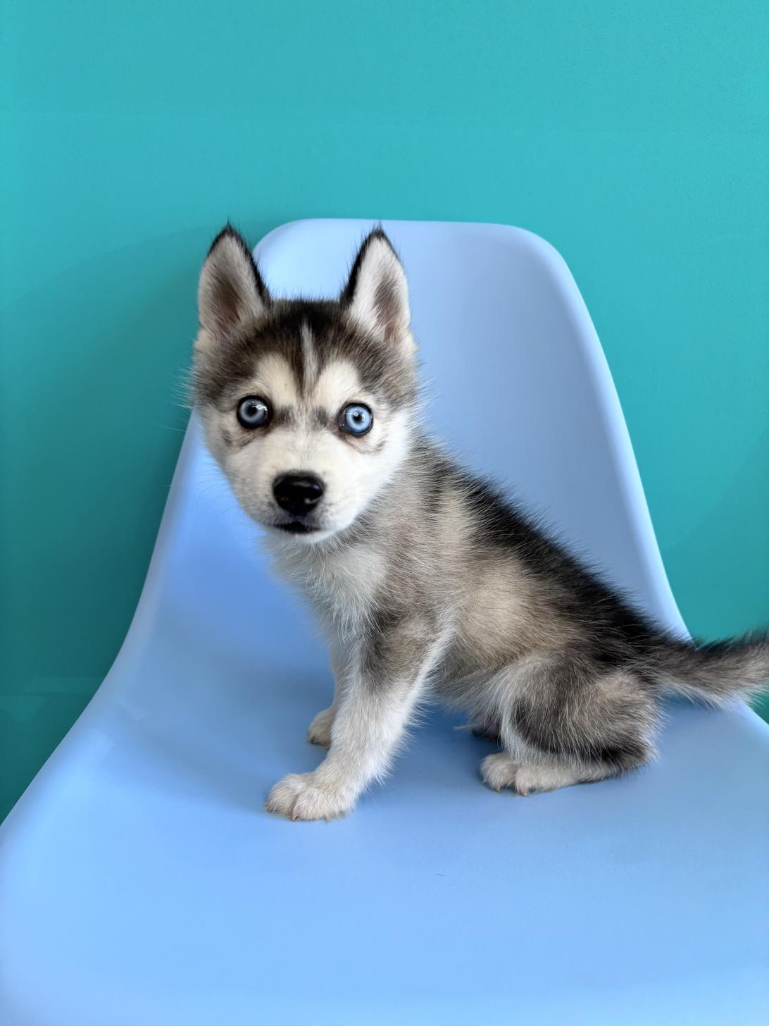 埼玉県のポンスキー(ポメラニアン×シベリアンハスキー) (ペッツスマイル加須インター店/2026年1月29日生まれ/男の子/シルバーホワイト)の子犬の2枚目の画像