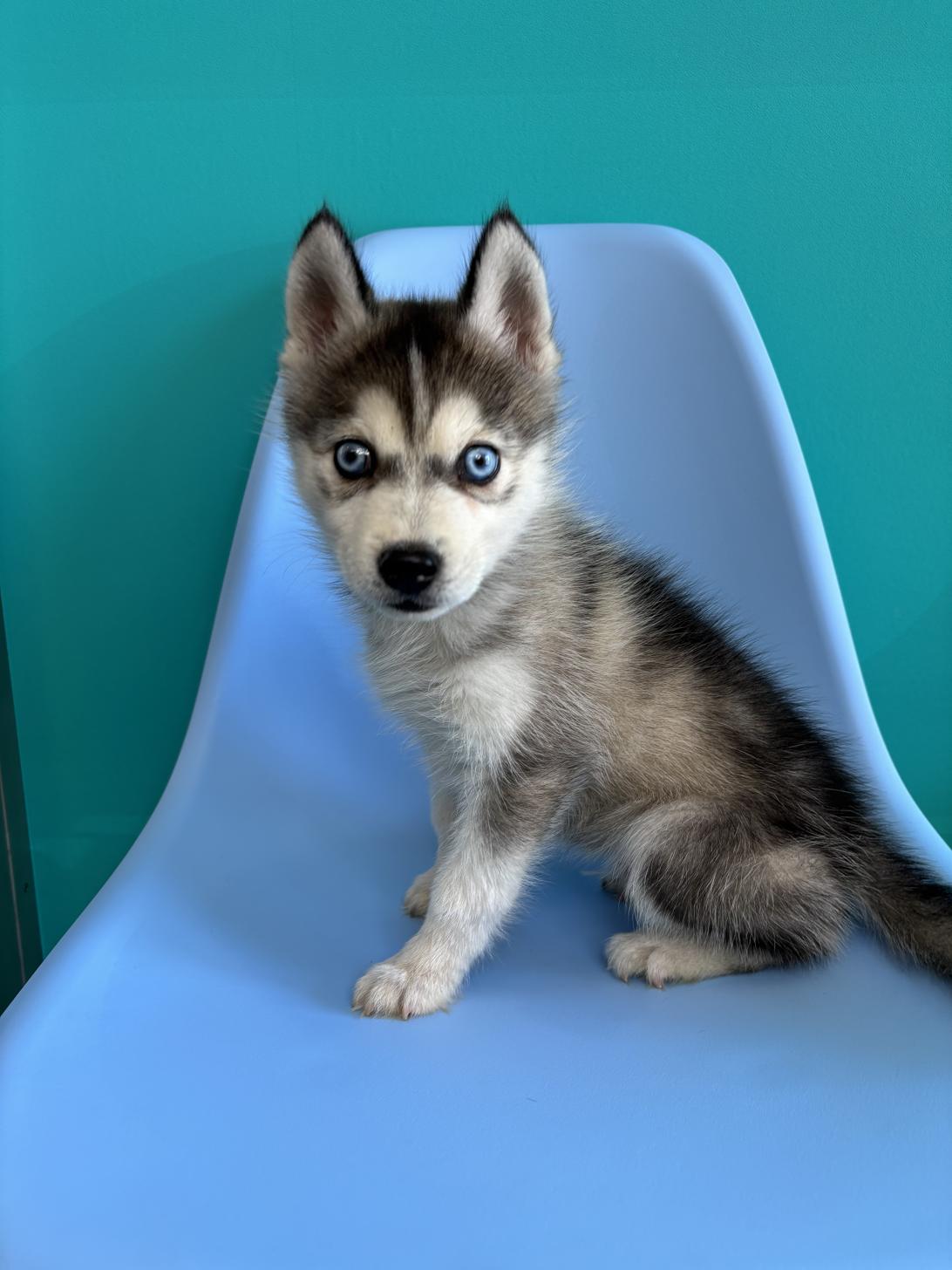埼玉県のポンスキー(ポメラニアン×シベリアンハスキー) (ペッツスマイル加須インター店/2026年1月29日生まれ/男の子/シルバーホワイト)の子犬の3枚目の画像