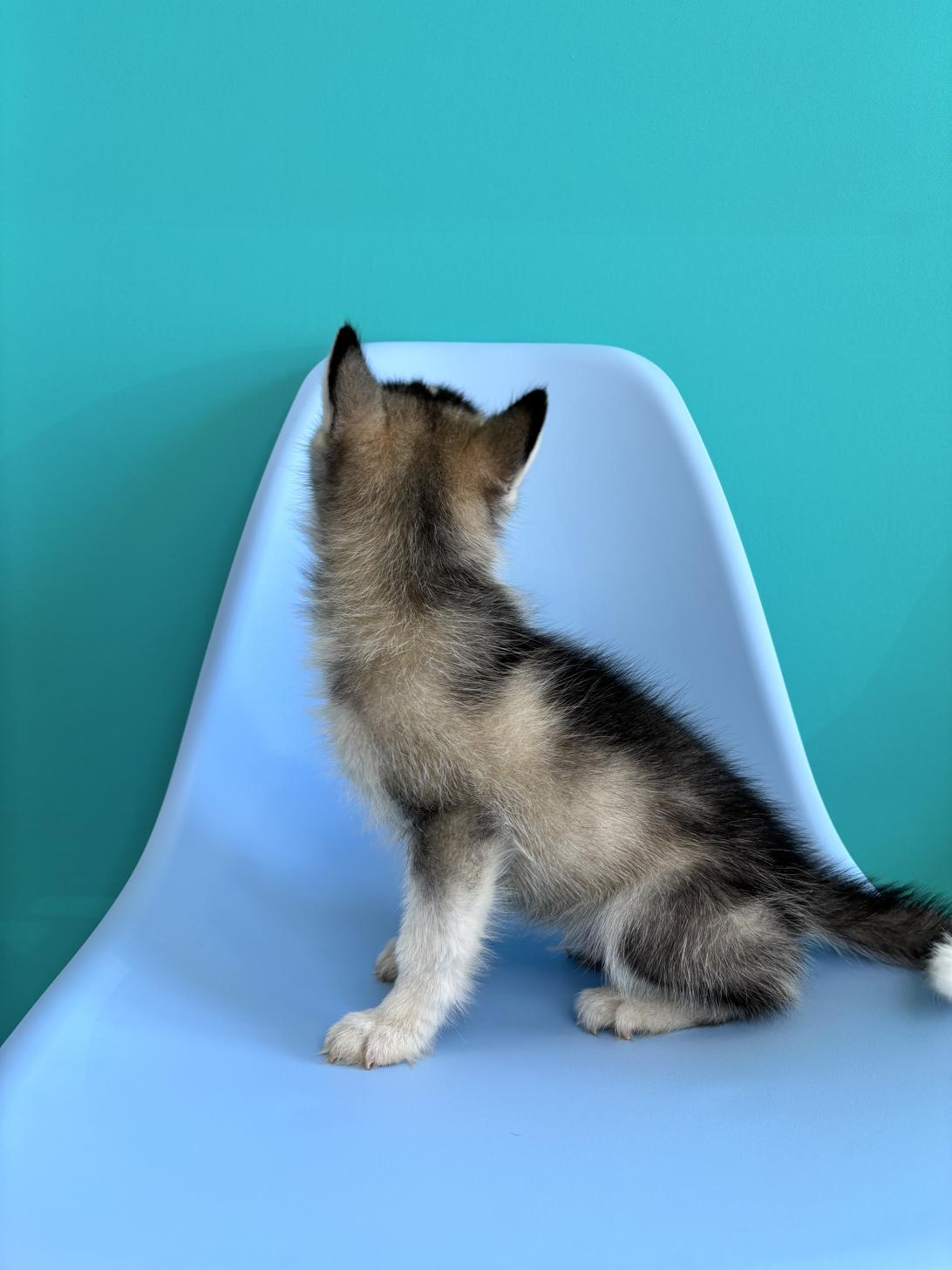 埼玉県のポンスキー(ポメラニアン×シベリアンハスキー) (ペッツスマイル加須インター店/2026年1月29日生まれ/男の子/シルバーホワイト)の子犬の4枚目の画像