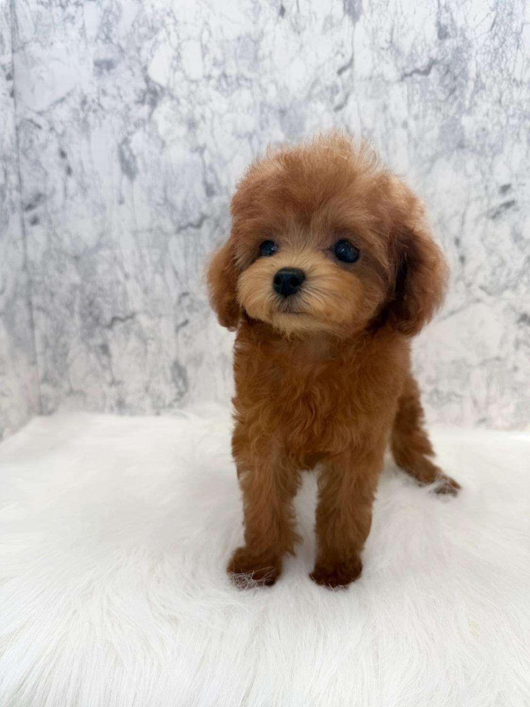 埼玉県のトイプードル(トイ) (PETSHOP FATIS/2025年7月31日生まれ/女の子/レッド)の子犬の1枚目の画像
