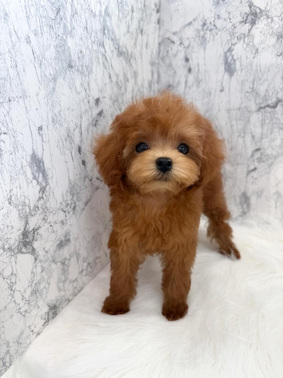 埼玉県のトイプードル(トイ) (PETSHOP FATIS/2025年7月31日生まれ/女の子/レッド)の子犬の3枚目の画像