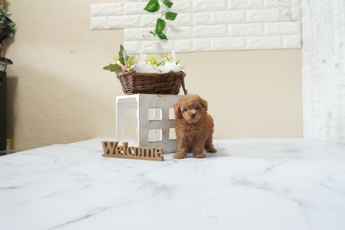 滋賀県のトイプードル(タイニー) (いっぷく湖南店/2026年2月26日生まれ/女の子/レッドフォーン)の子犬の1枚目の画像