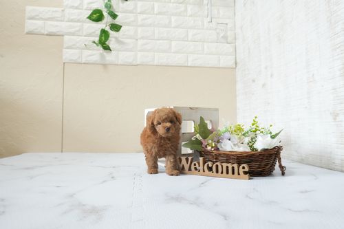 滋賀県のトイプードル(タイニー) (いっぷく湖南店/2026年2月26日生まれ/女の子/レッドフォーン)の子犬の2枚目の画像