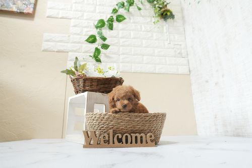 滋賀県のトイプードル(タイニー) (いっぷく湖南店/2026年2月26日生まれ/女の子/レッドフォーン)の子犬の3枚目の画像