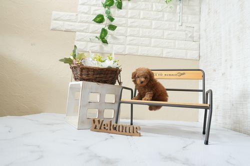 滋賀県のトイプードル(タイニー) (いっぷく湖南店/2026年2月26日生まれ/女の子/レッドフォーン)の子犬の4枚目の画像