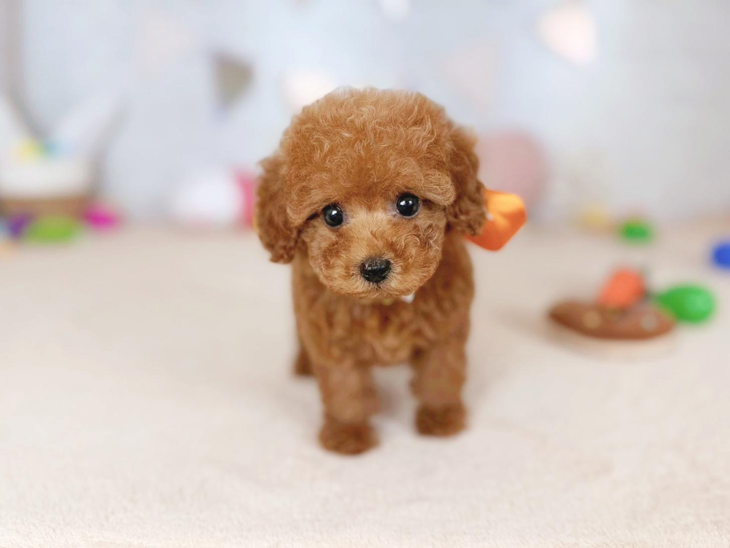 北海道のトイプードル(トイ) (ペットショップだんぼ/2026年2月7日生まれ/女の子/レッド)の子犬の1枚目の画像