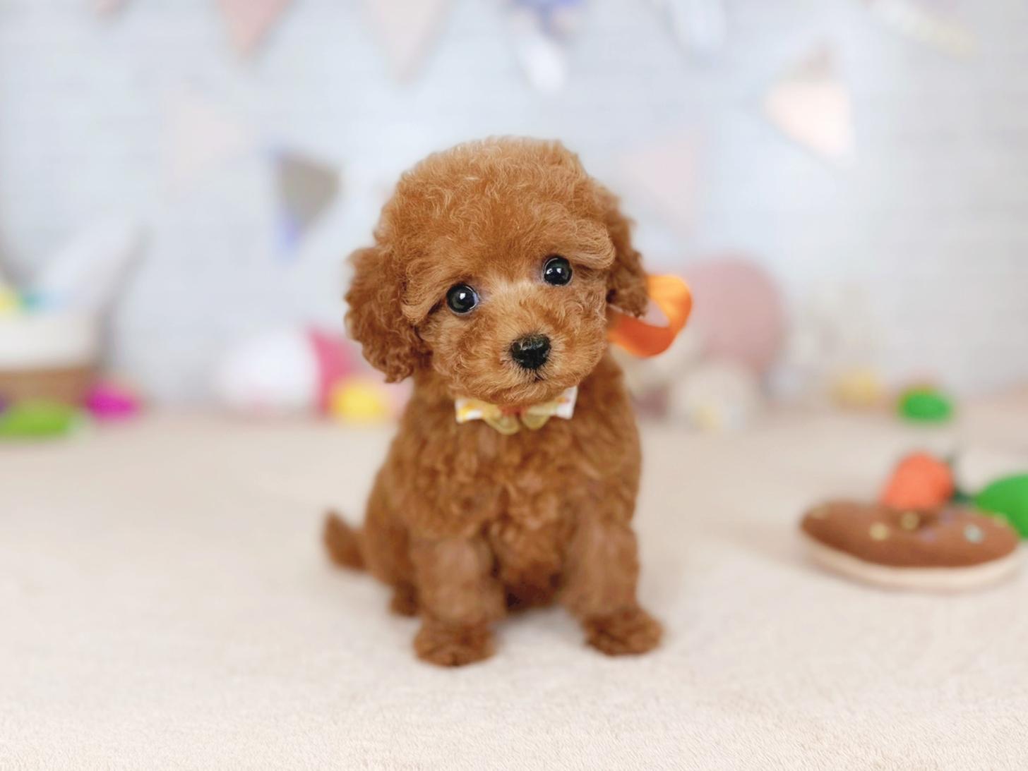 北海道のトイプードル(トイ) (ペットショップだんぼ/2026年2月7日生まれ/女の子/レッド)の子犬の2枚目の画像