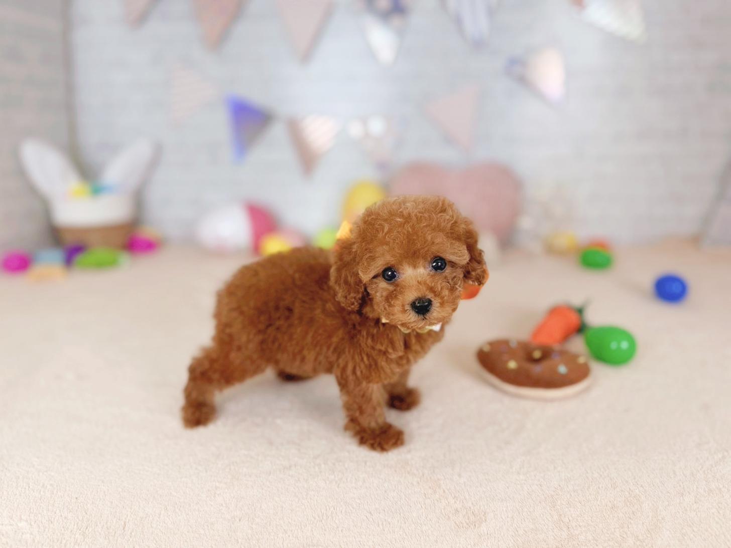 北海道のトイプードル(トイ) (ペットショップだんぼ/2026年2月7日生まれ/女の子/レッド)の子犬の3枚目の画像