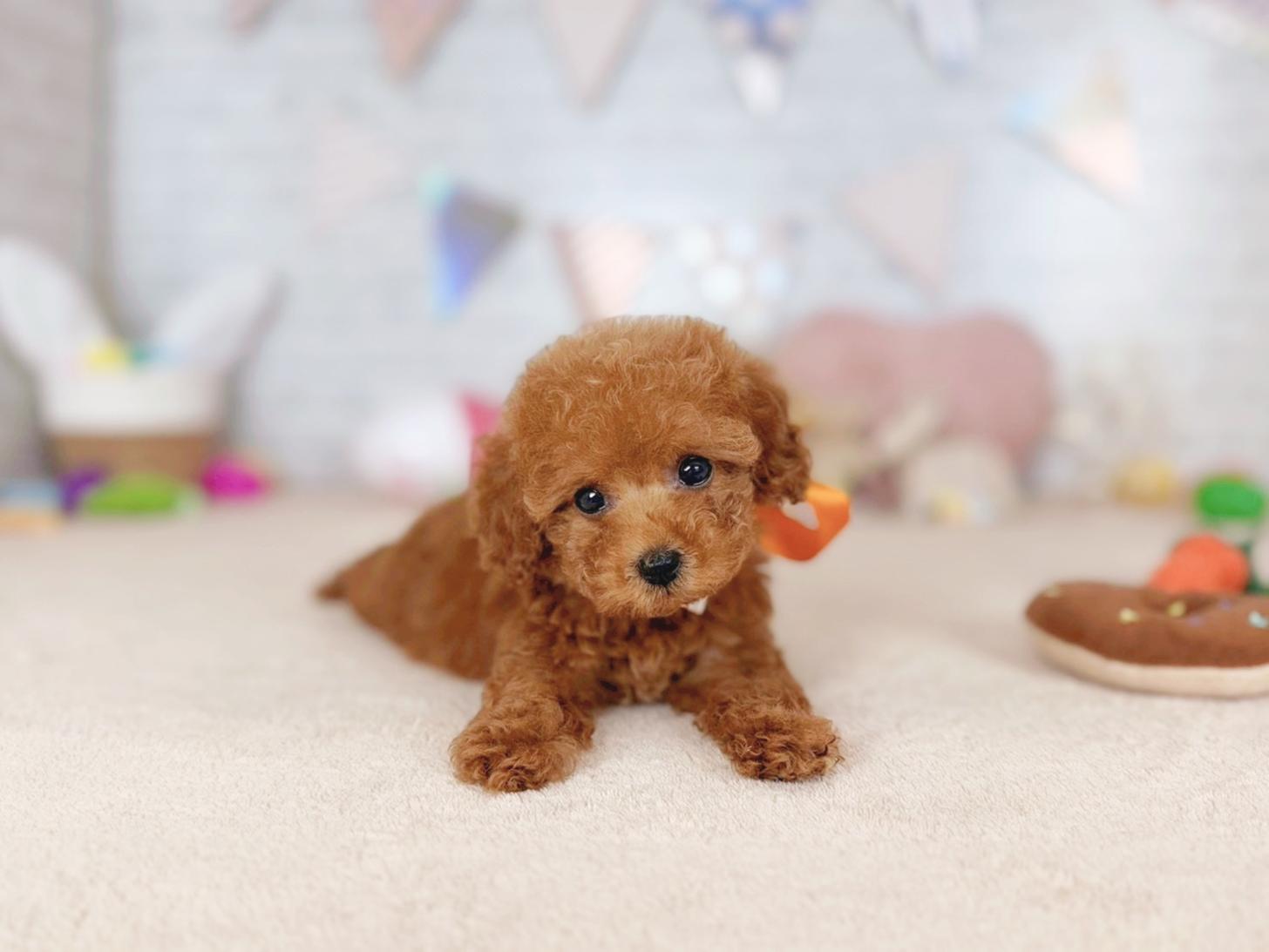 北海道のトイプードル(トイ) (ペットショップだんぼ/2026年2月7日生まれ/女の子/レッド)の子犬の4枚目の画像