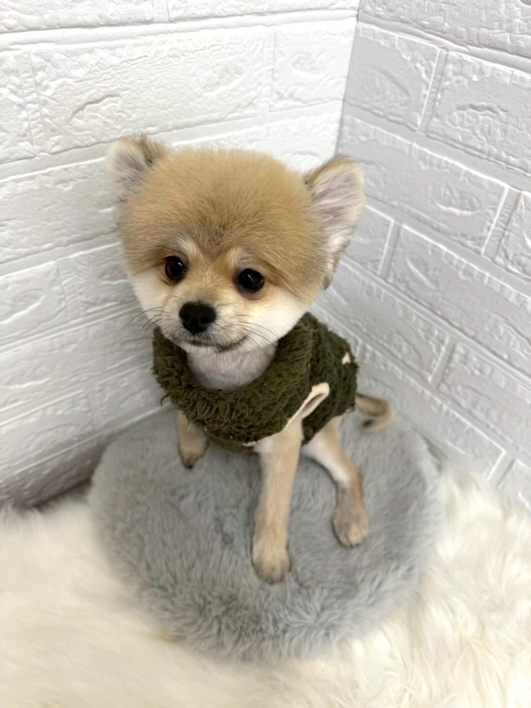 東京都のポメラニアン (ペットショップcoco東京港区店/2025年9月23日生まれ/男の子/オレンジ)の子犬