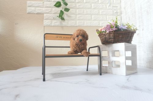 滋賀県のトイプードル(トイ) (いっぷく湖南店/2025年7月14日生まれ/女の子/レッドフォーン)の子犬の3枚目の画像