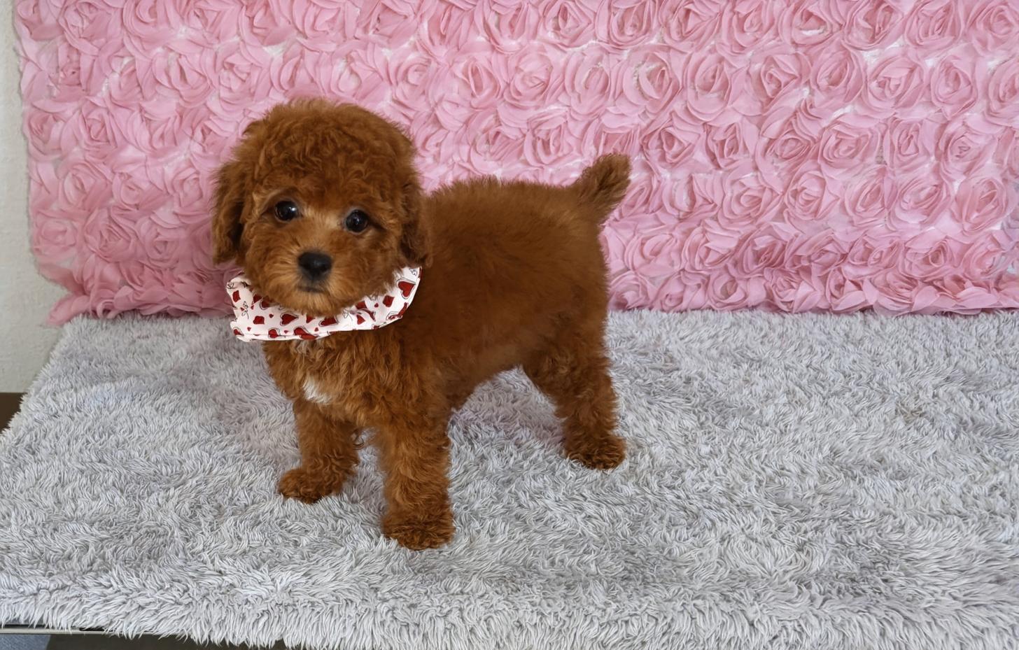 福岡県のトイプードル(タイニー) (ぱぴぷぺっと福岡店/2026年1月1日生まれ/女の子/レッド)の子犬の1枚目の画像