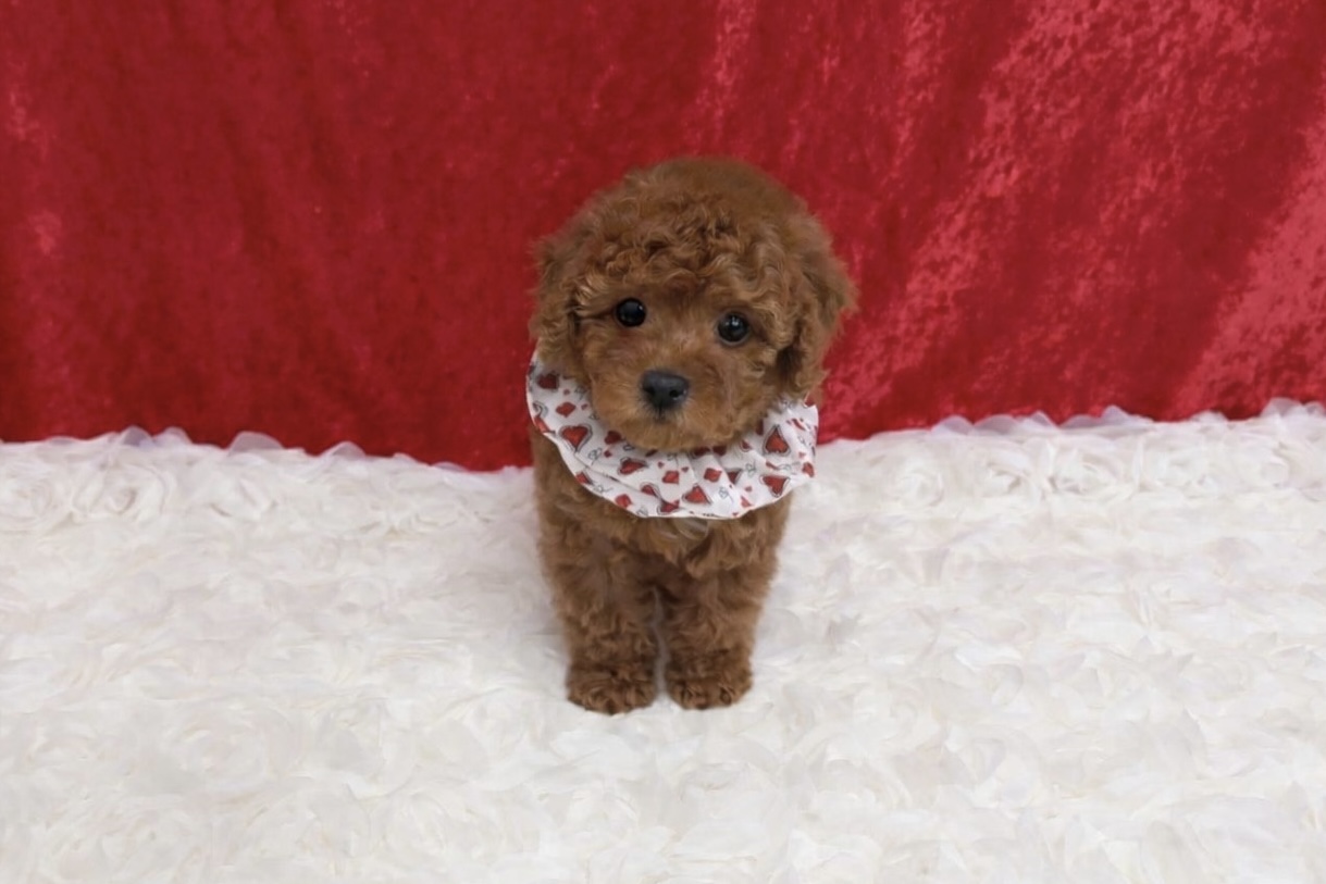 福岡県のトイプードル(タイニー) (ぱぴぷぺっと福岡店/2026年1月1日生まれ/女の子/レッド)の子犬の1枚目の画像
