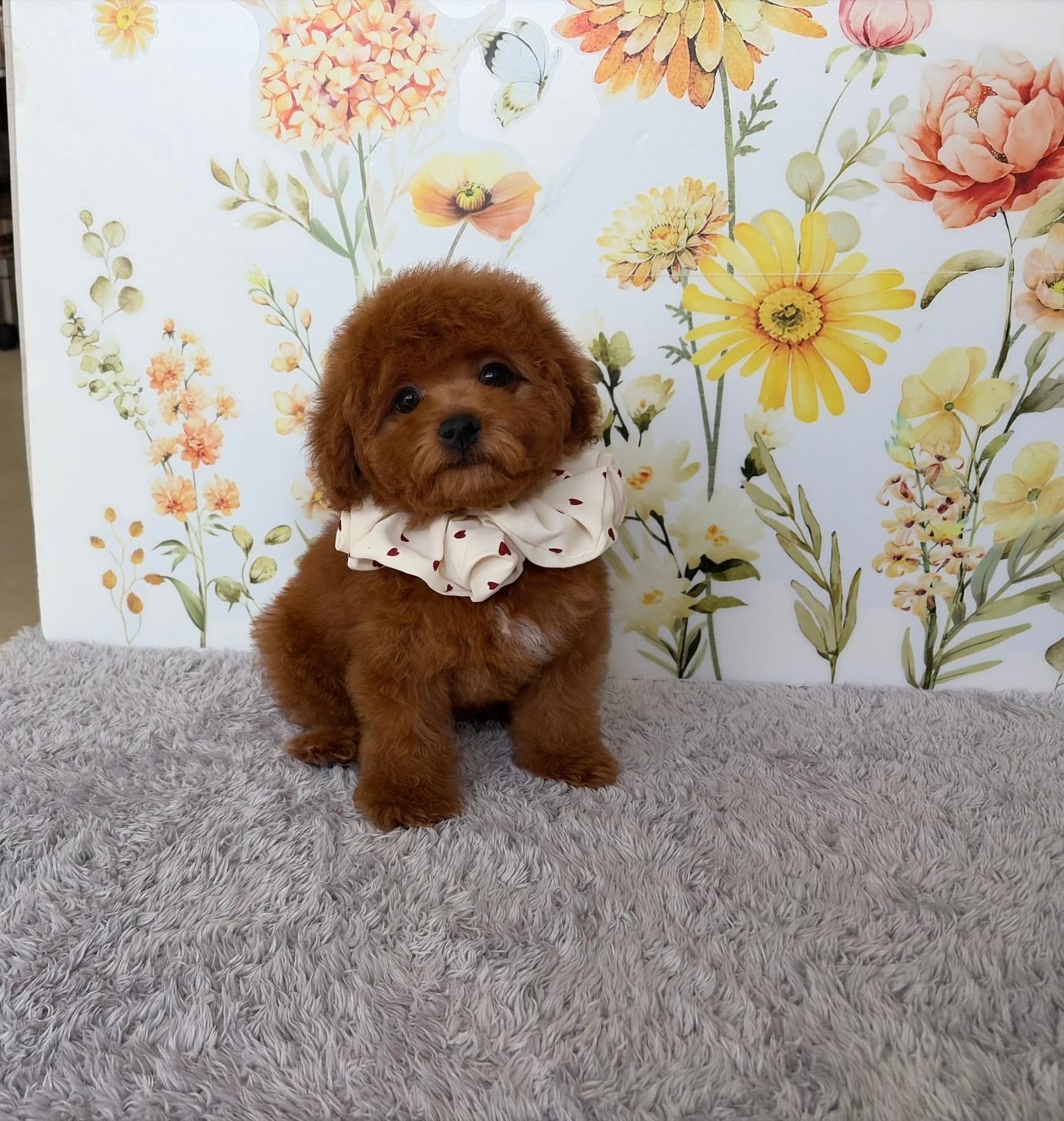 福岡県のトイプードル(タイニー) (ぱぴぷぺっと福岡店/2026年1月1日生まれ/女の子/レッド)の子犬