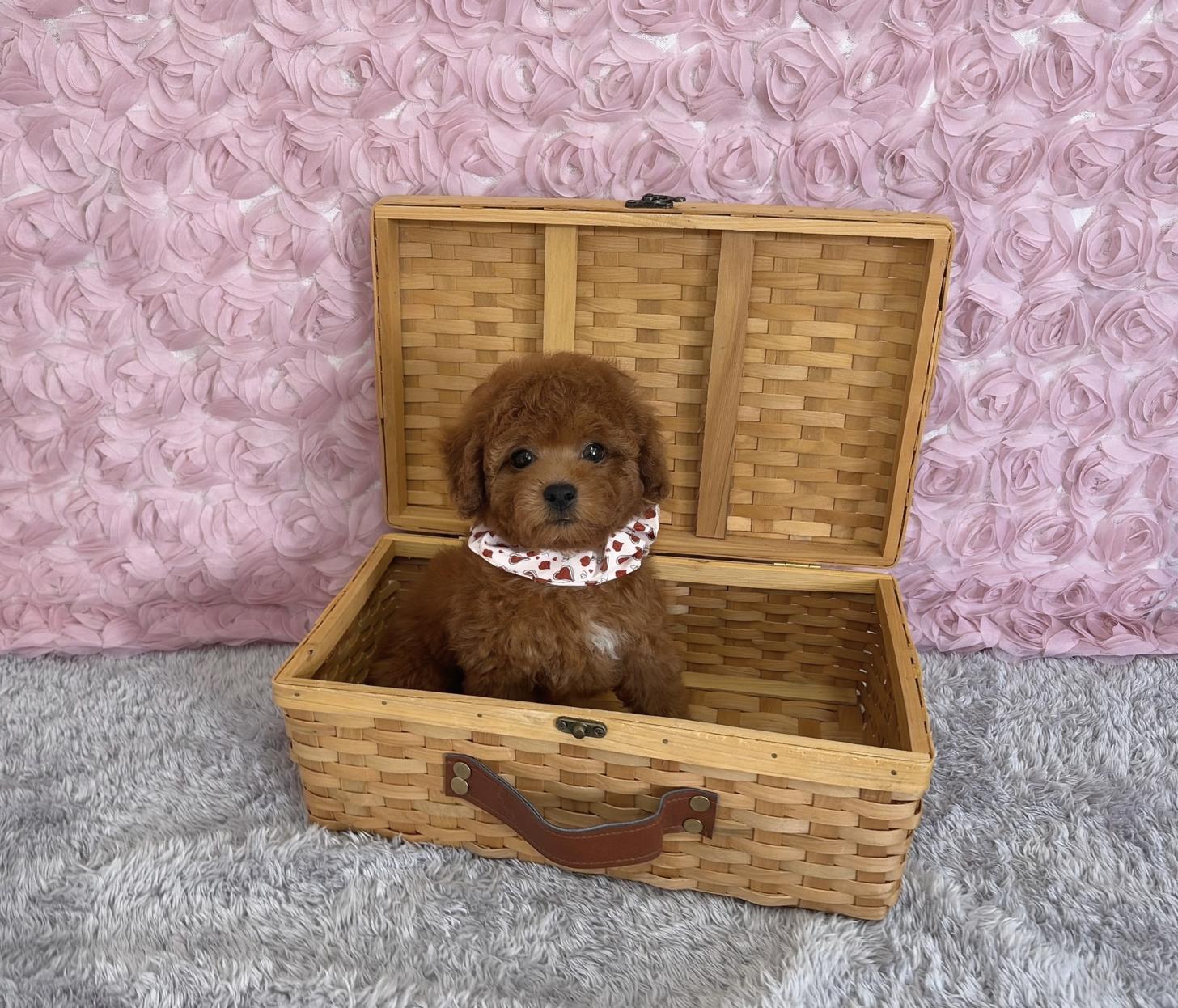 福岡県のトイプードル(タイニー) (ぱぴぷぺっと福岡店/2026年1月1日生まれ/女の子/レッド)の子犬の2枚目の画像