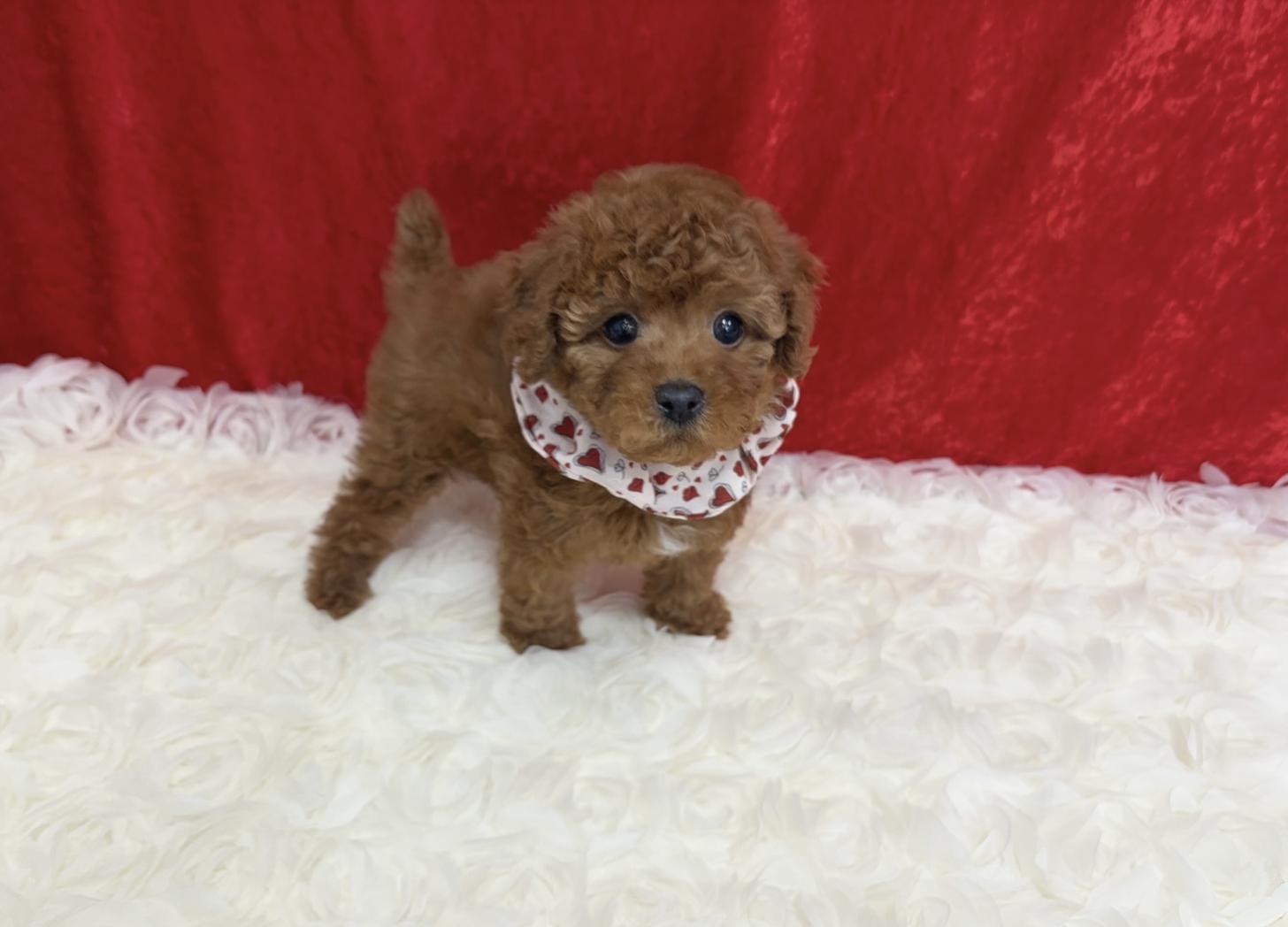 福岡県のトイプードル(タイニー) (ぱぴぷぺっと福岡店/2026年1月1日生まれ/女の子/レッド)の子犬の2枚目の画像